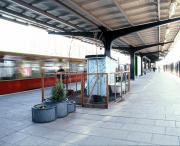 Ahorn und Buche treffen sich Unter den Linden / TranspOrtale